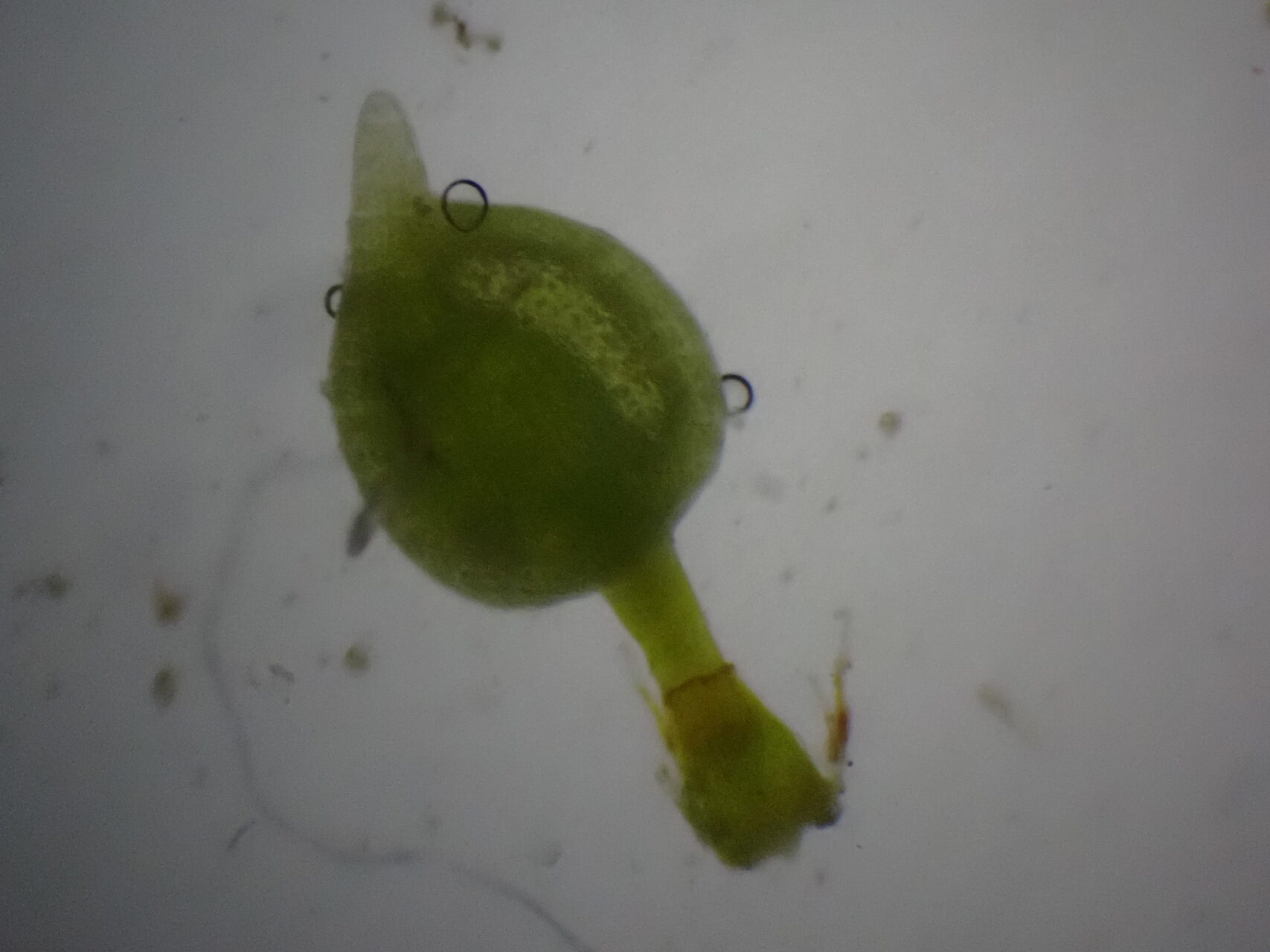 Pterygoneurum Kozlovii