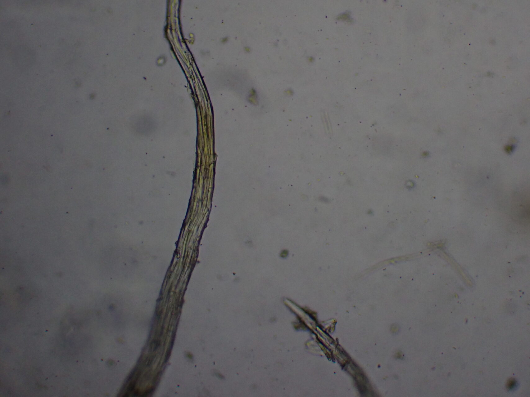 Pterygoneurum Kozlovii