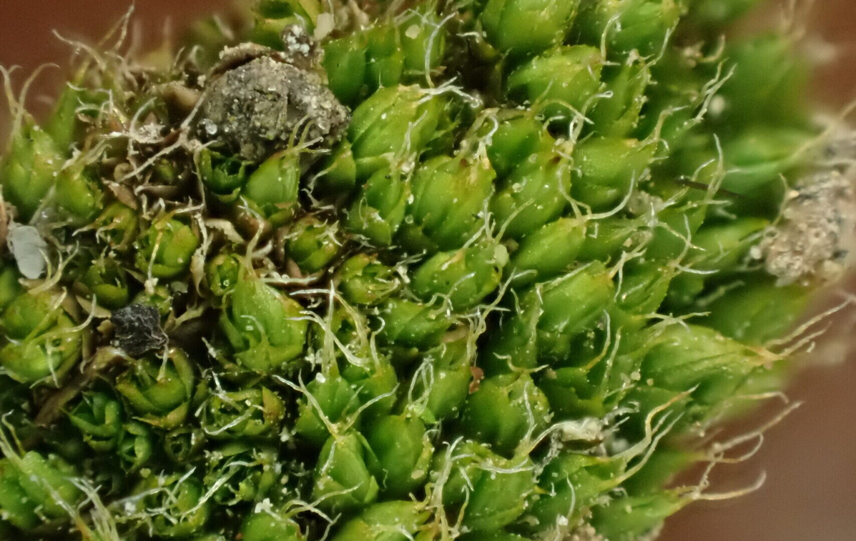 Pterygoneurum Kozlovii