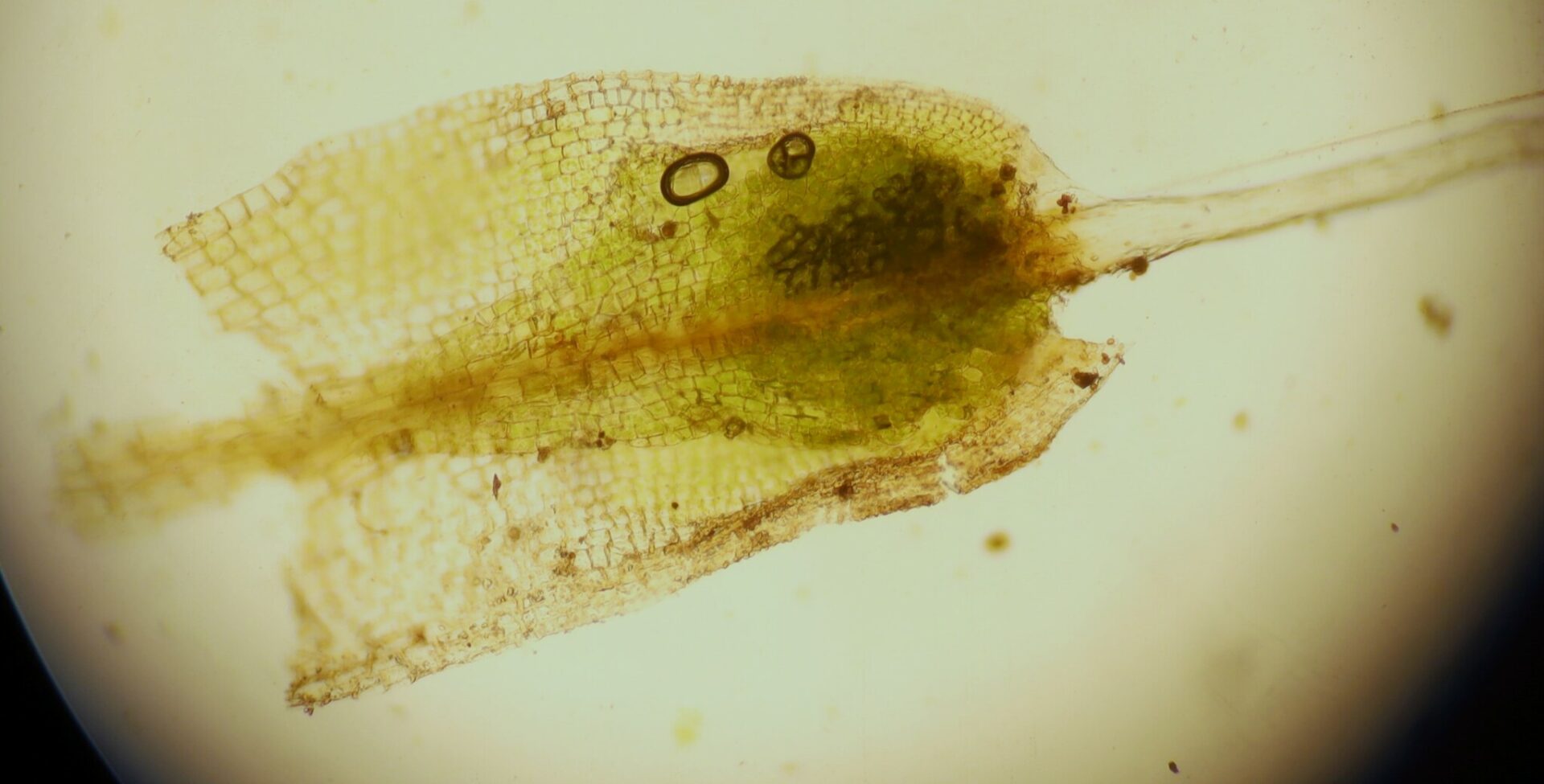 Pterygoneurum Lamellatum