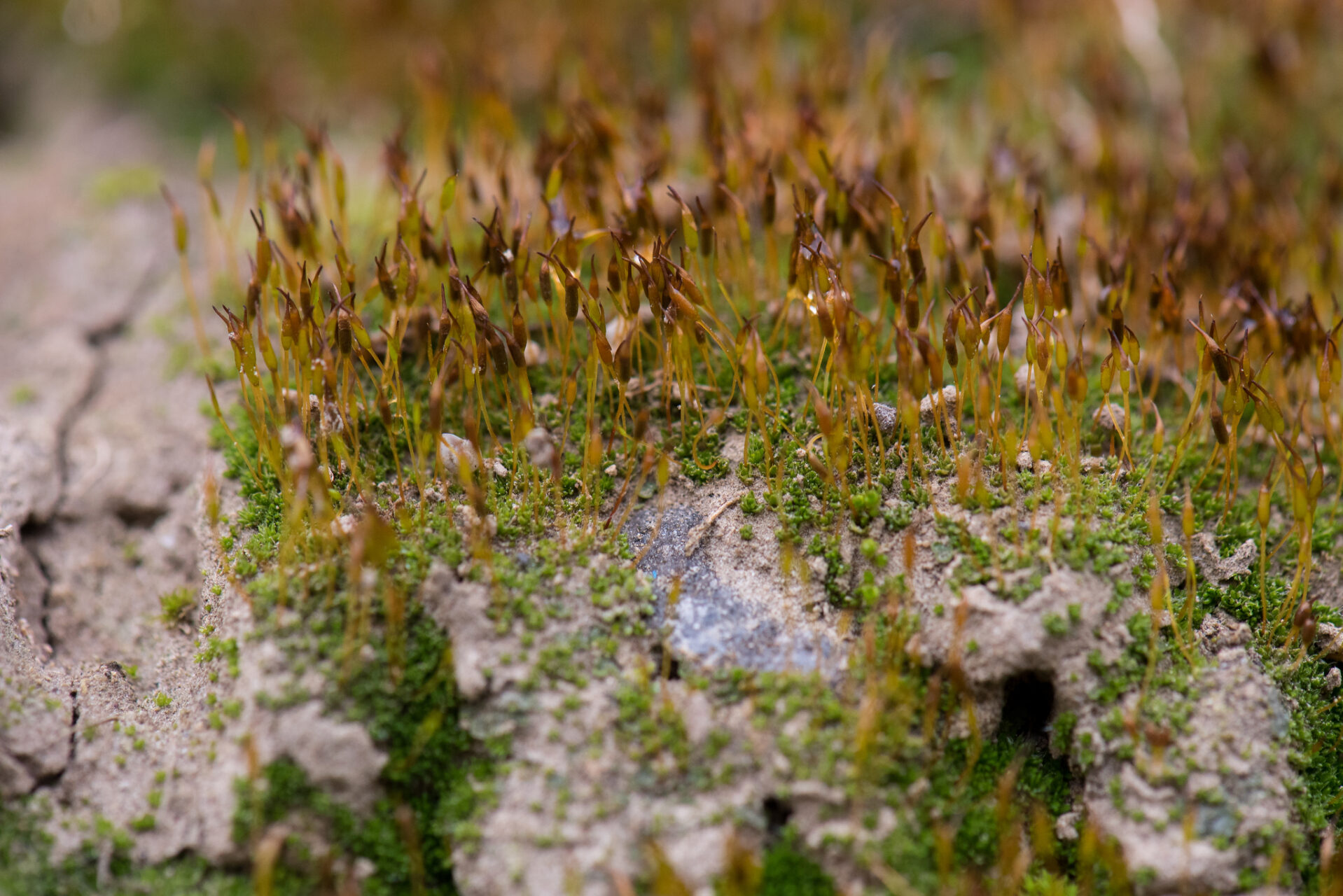 Pterygoneurum Lamellatum