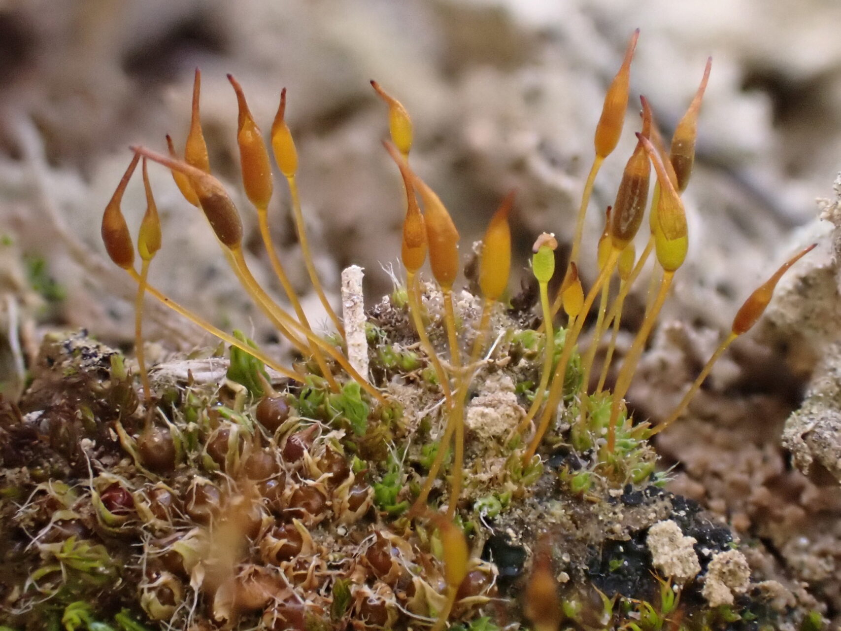 Pterygoneurum Lamellatum