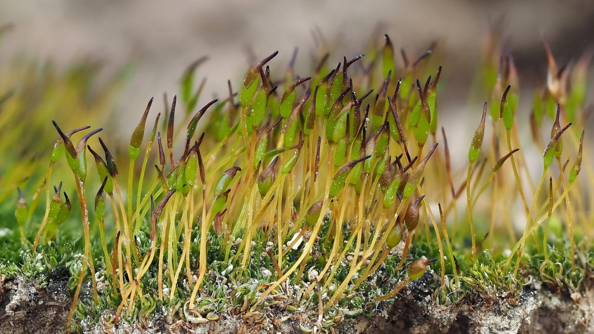 Pterygoneurum Lamellatum