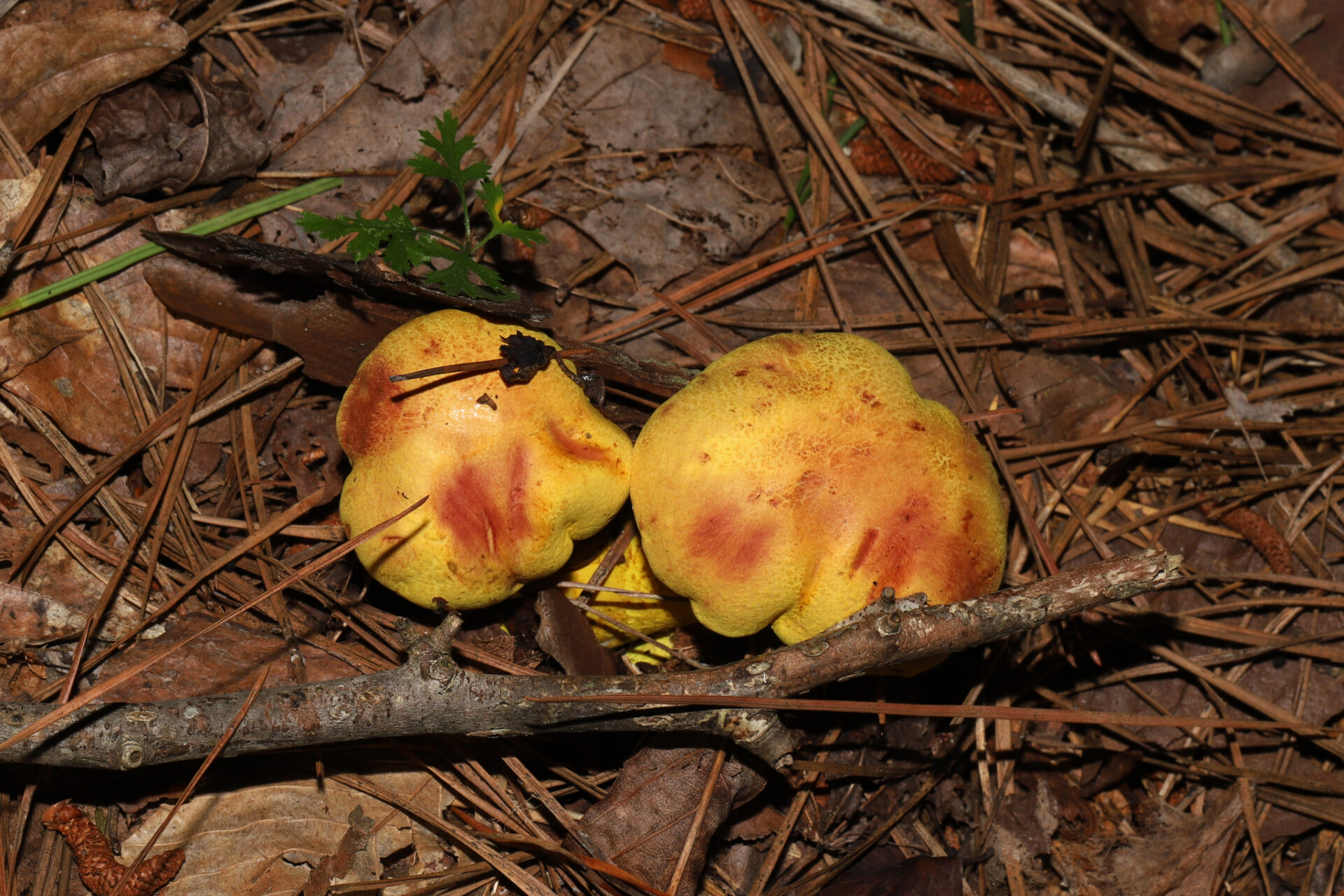 Pulveroboletus Ravenelii