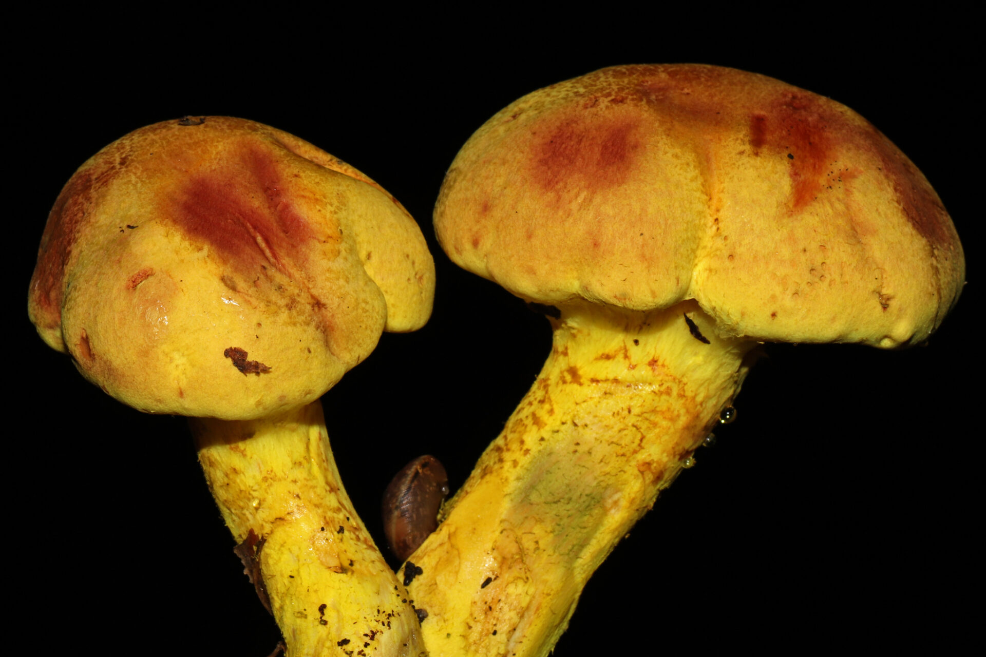 Pulveroboletus Ravenelii