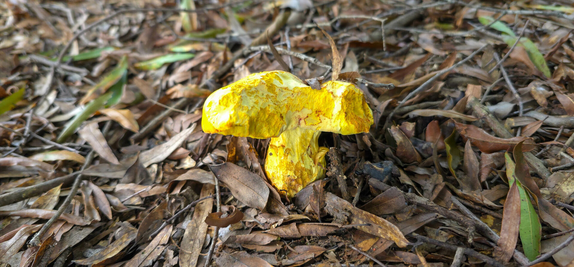 Pulveroboletus Ravenelii