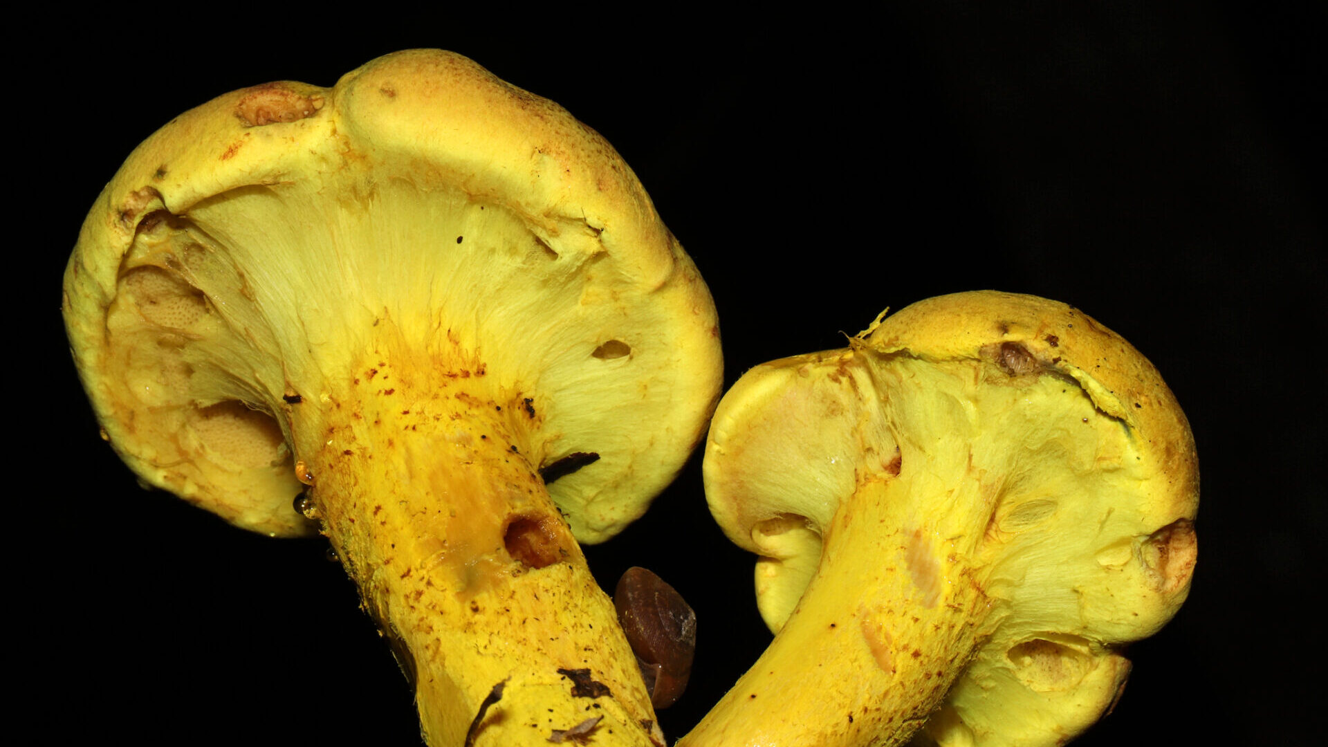 Pulveroboletus Ravenelii