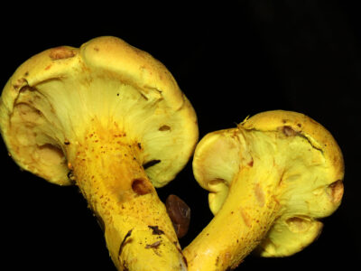 Pulveroboletus Ravenelii