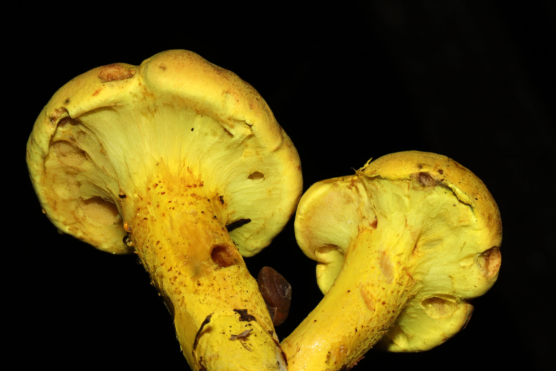 Pulveroboletus Ravenelii