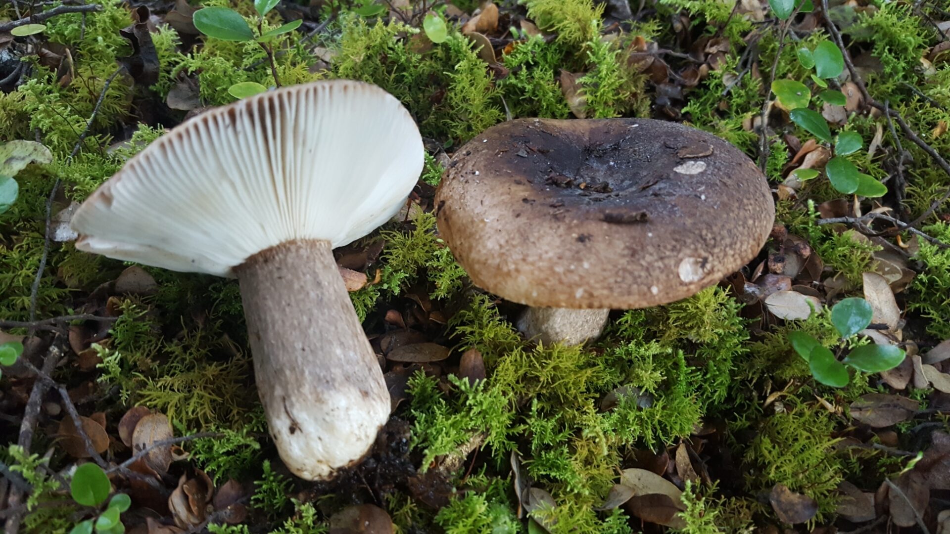 Russula Rimulosa