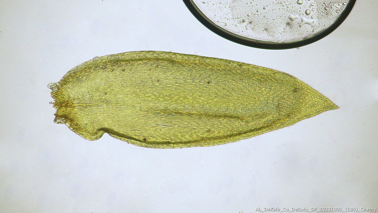 Sematophyllum Demissum