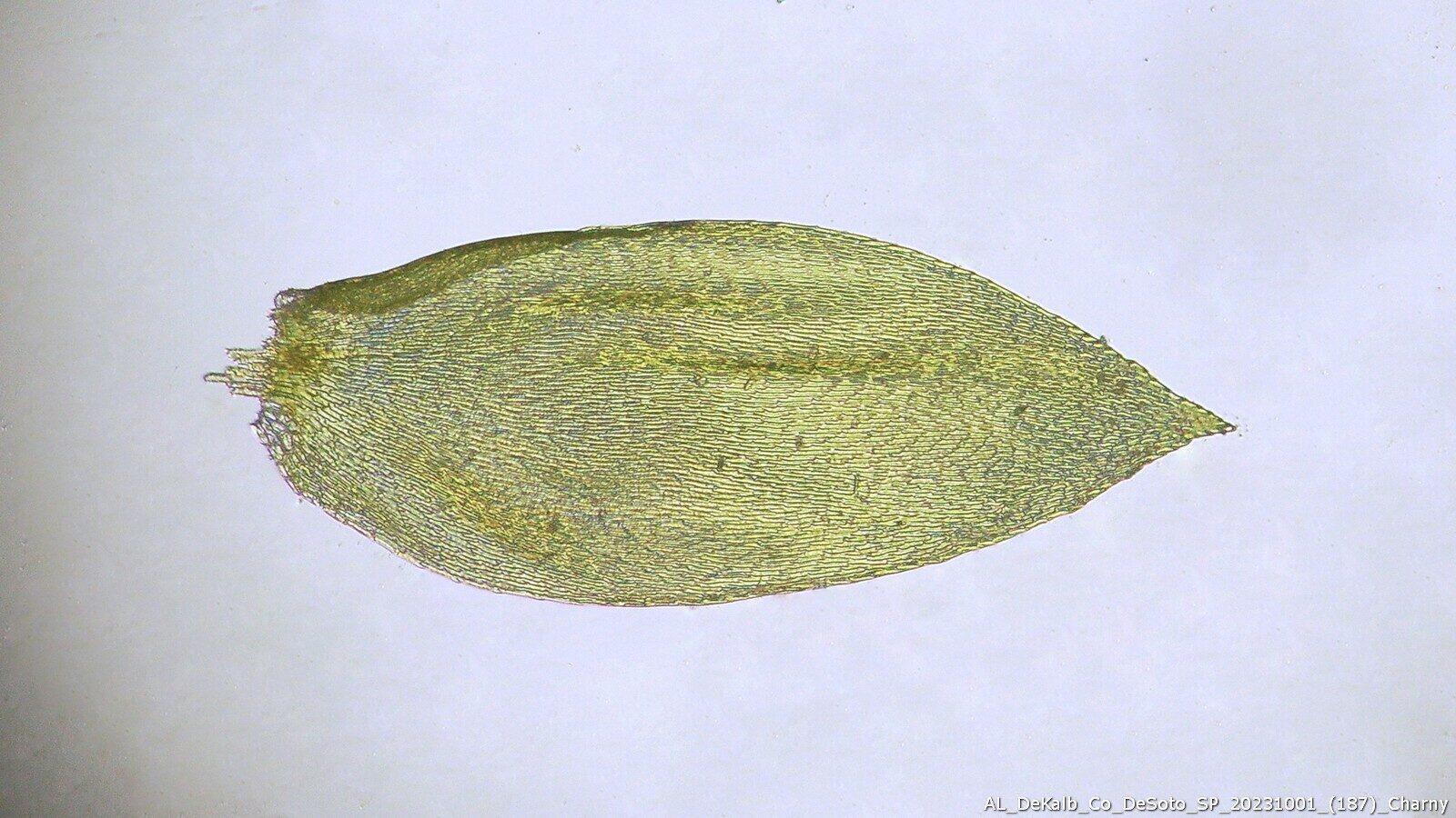 Sematophyllum Demissum