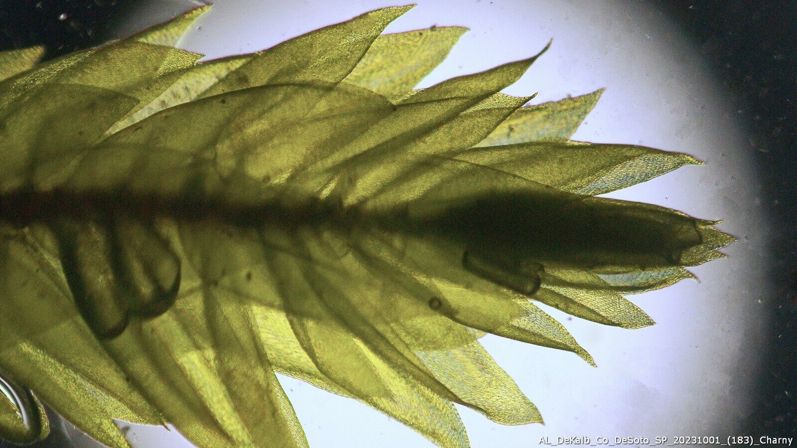 Sematophyllum Demissum