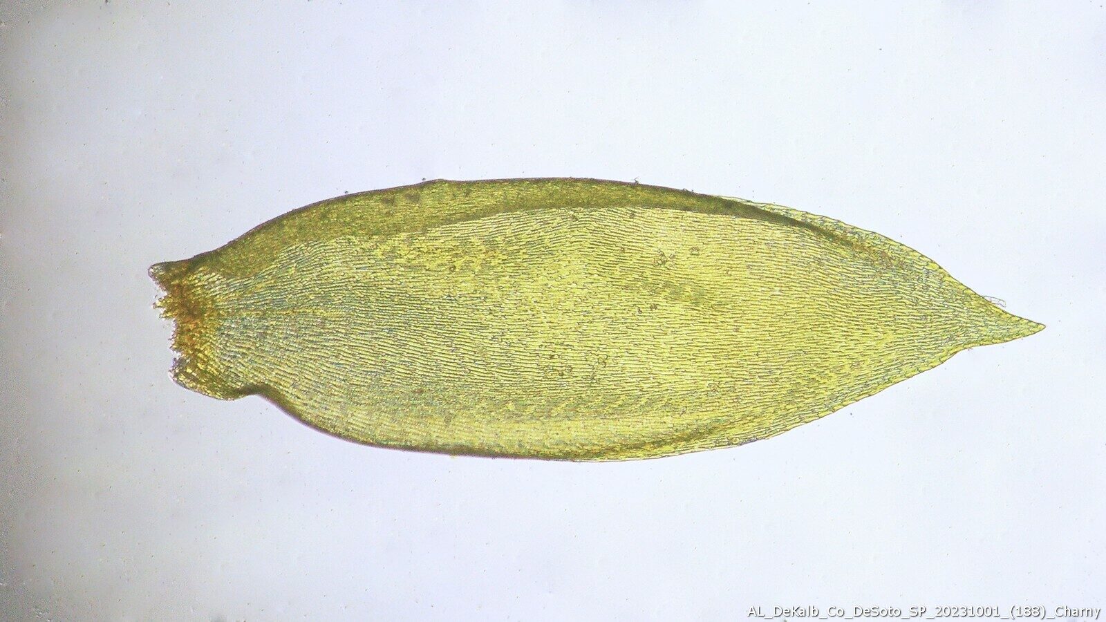 Sematophyllum Demissum