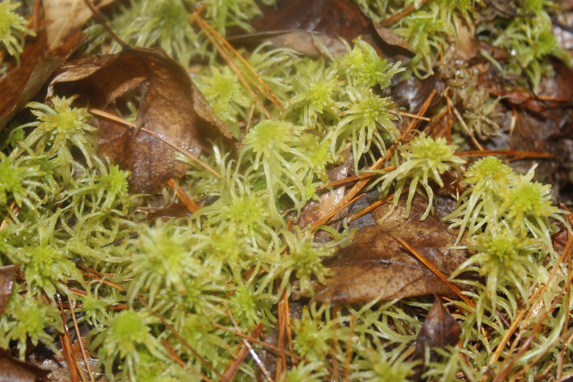 Sphagnum Flexuosum