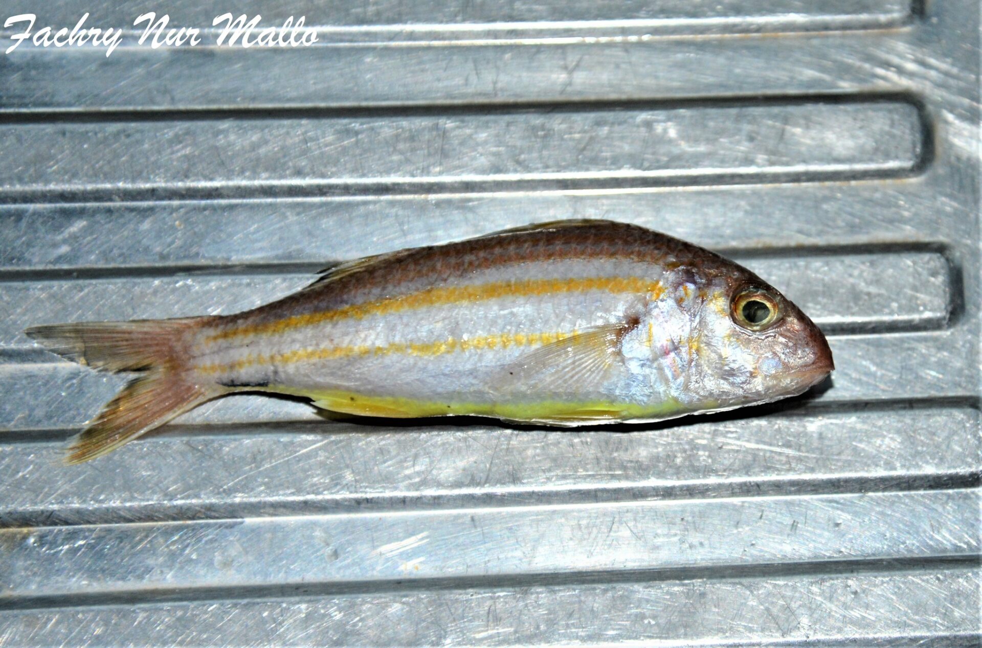 Sulphur Goatfish