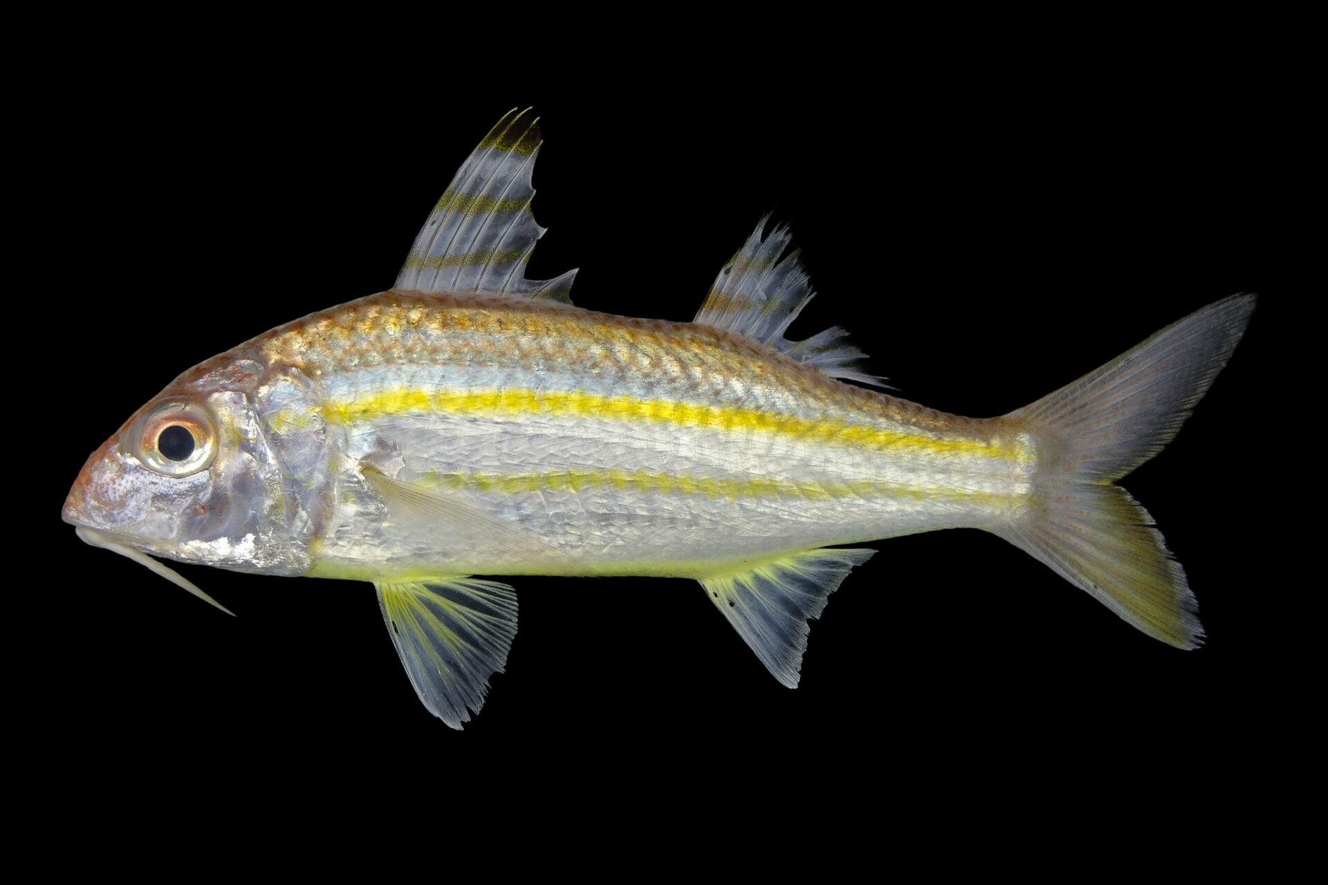 Sulphur Goatfish