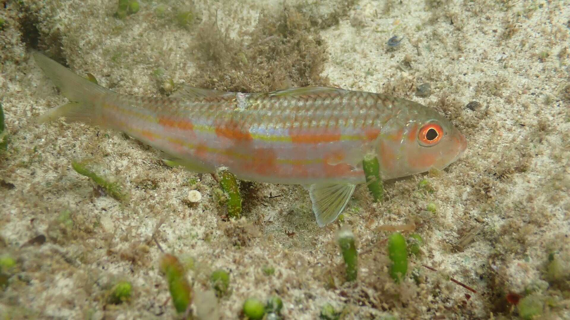 Sulphur Goatfish