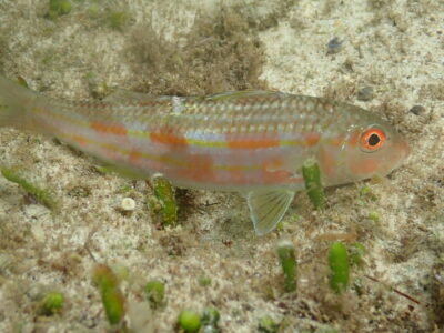 Sulphur Goatfish