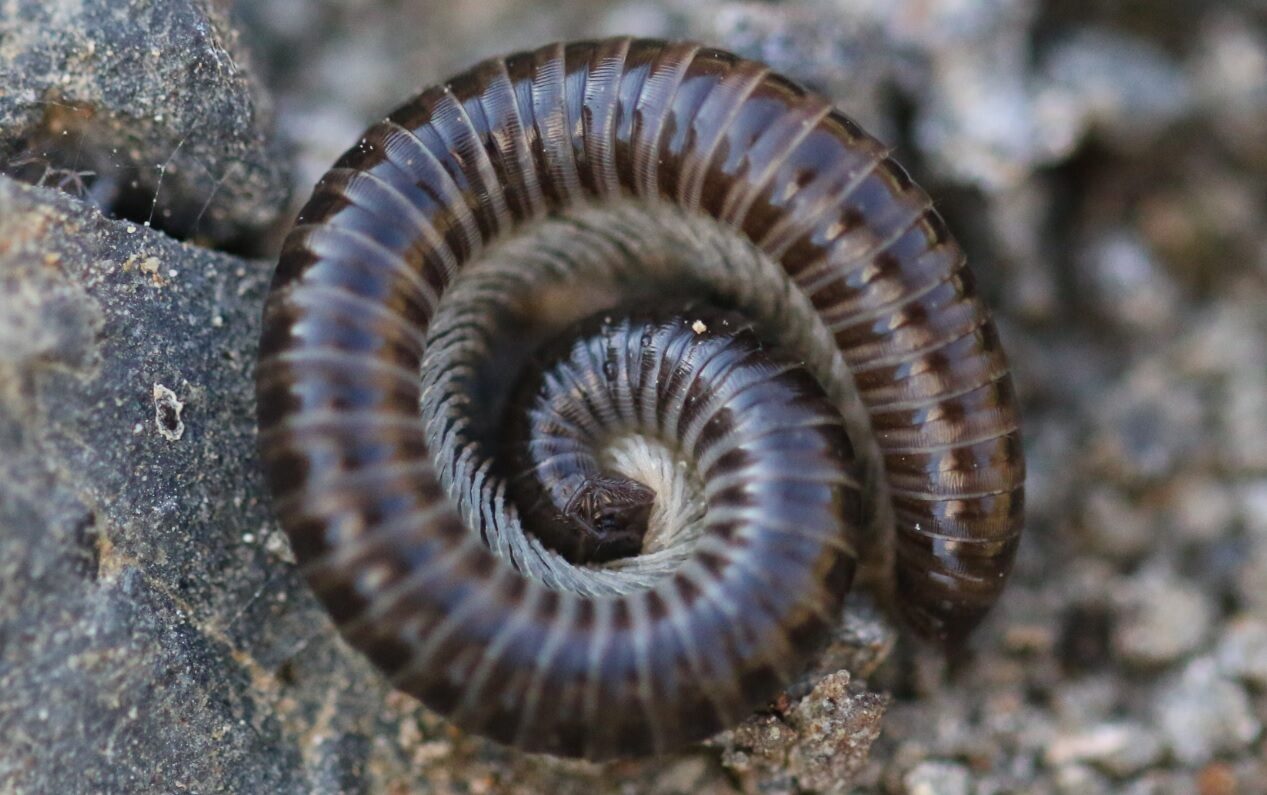 Tachypodoiulus Niger
