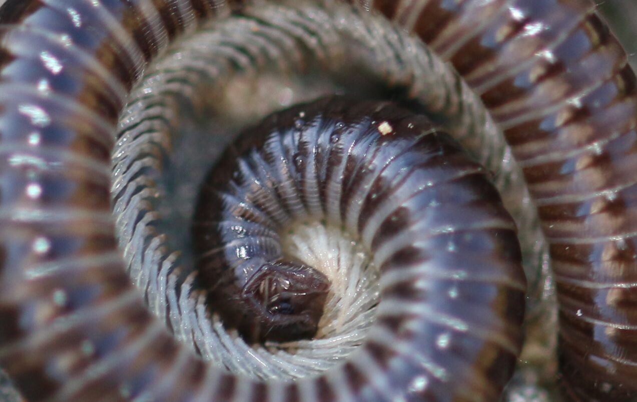 Tachypodoiulus Niger