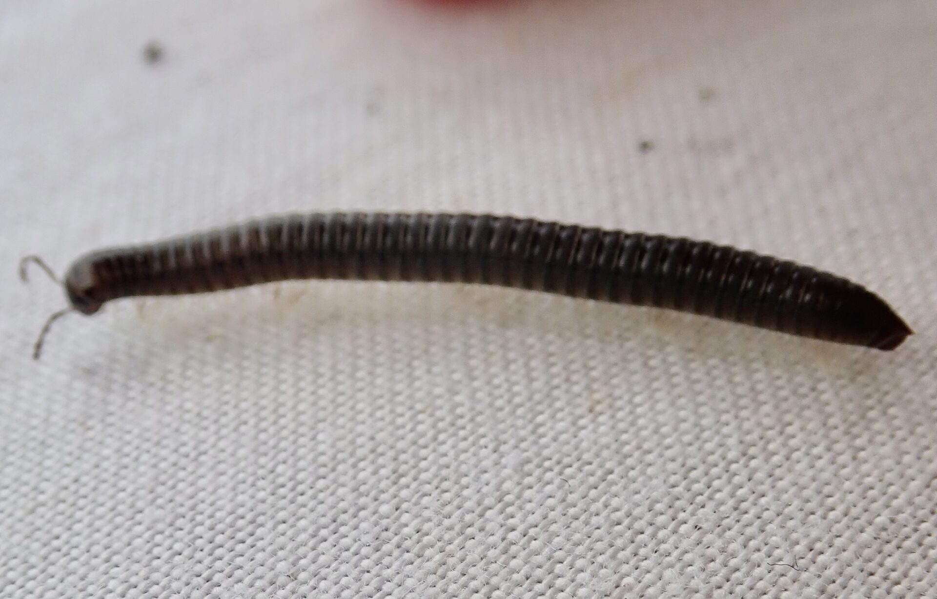 Tachypodoiulus Niger