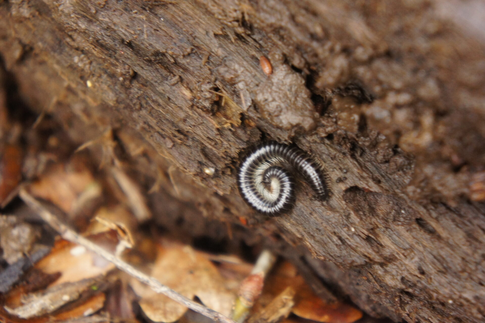 Tachypodoiulus Niger