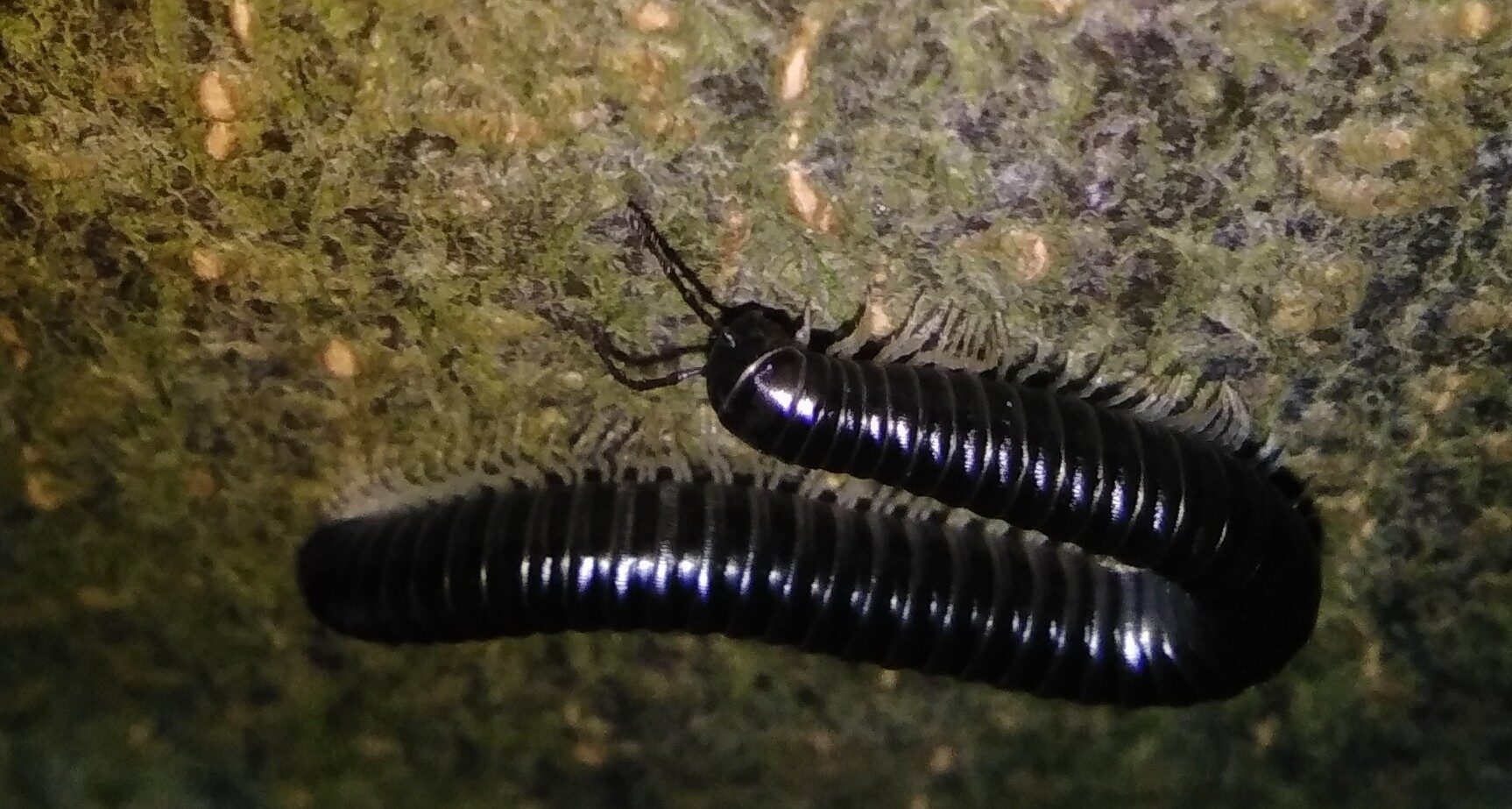 Tachypodoiulus Niger