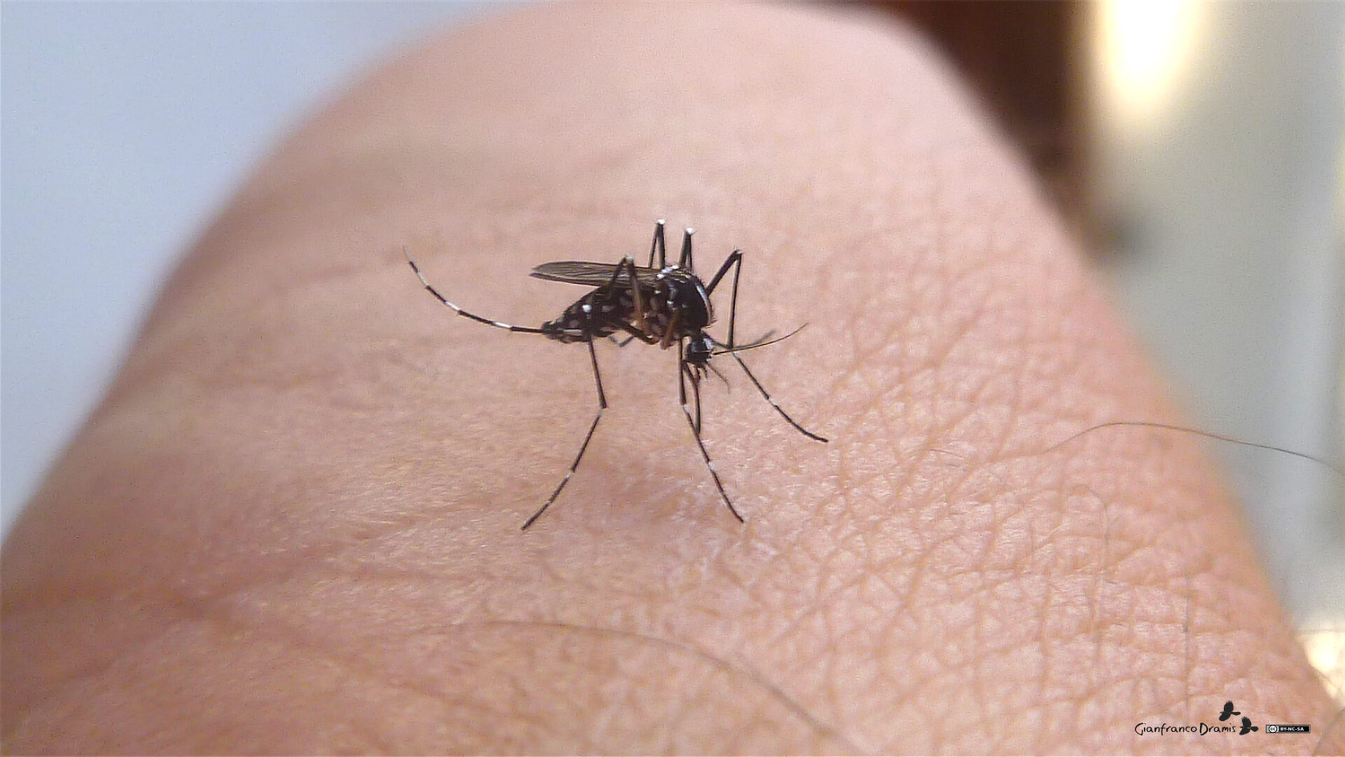 Tiger Mosquito