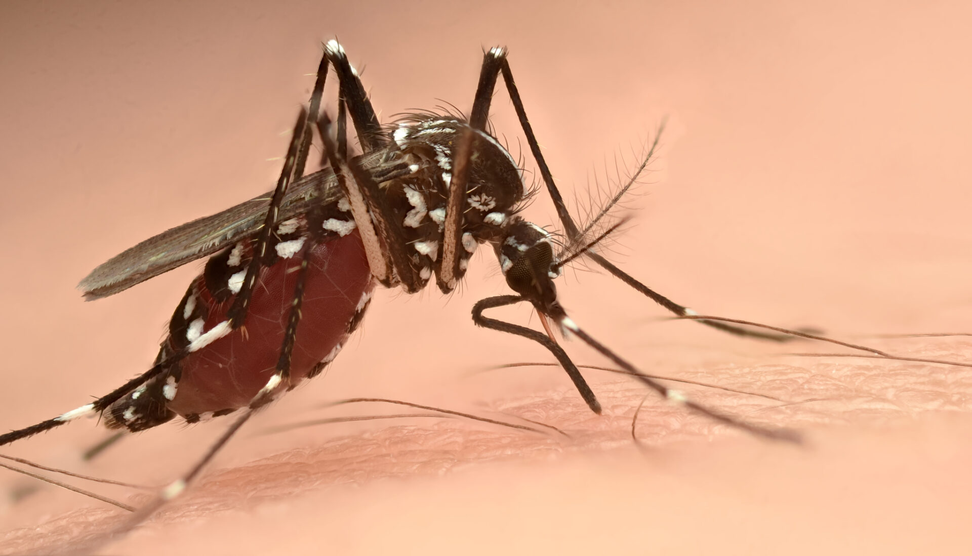 Tiger Mosquito