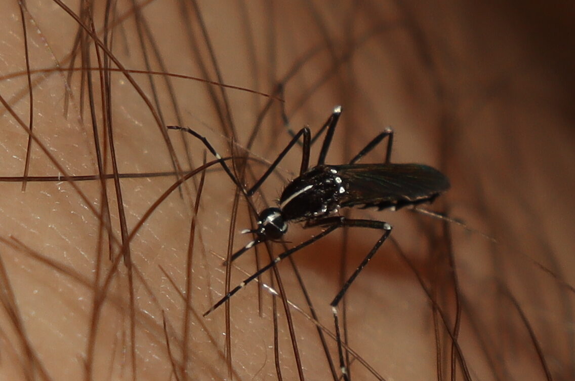 Tiger Mosquito