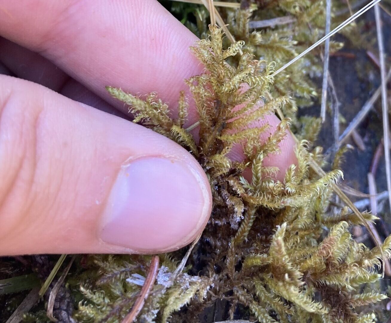 Tomentypnum Falcifolium