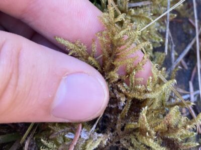 Tomentypnum Falcifolium