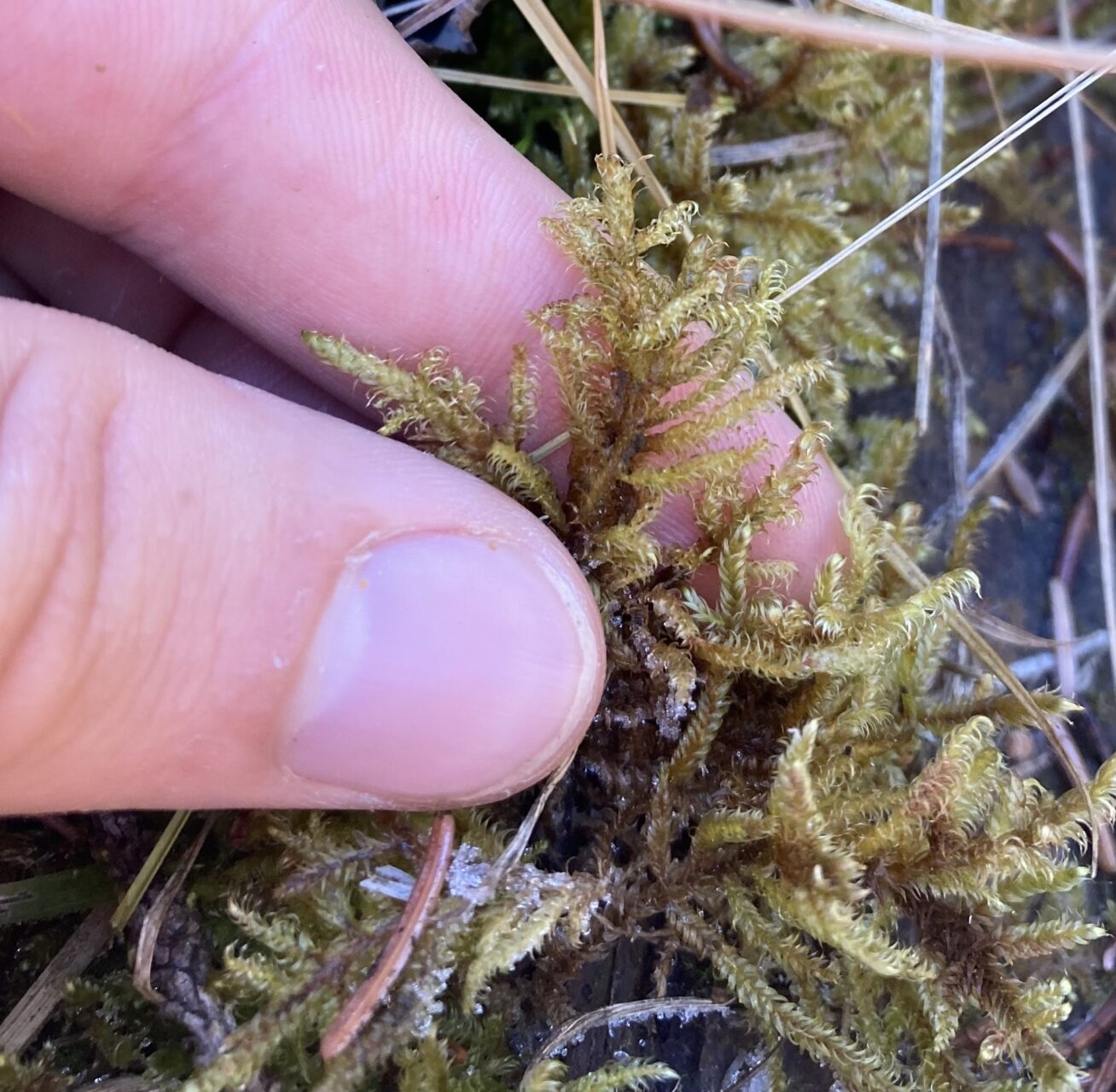 Tomentypnum Falcifolium