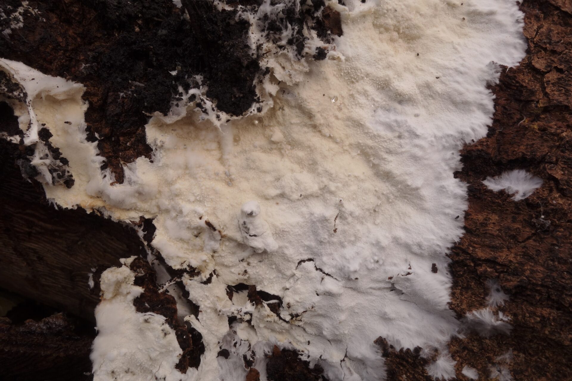 Trechispora Cohaerens