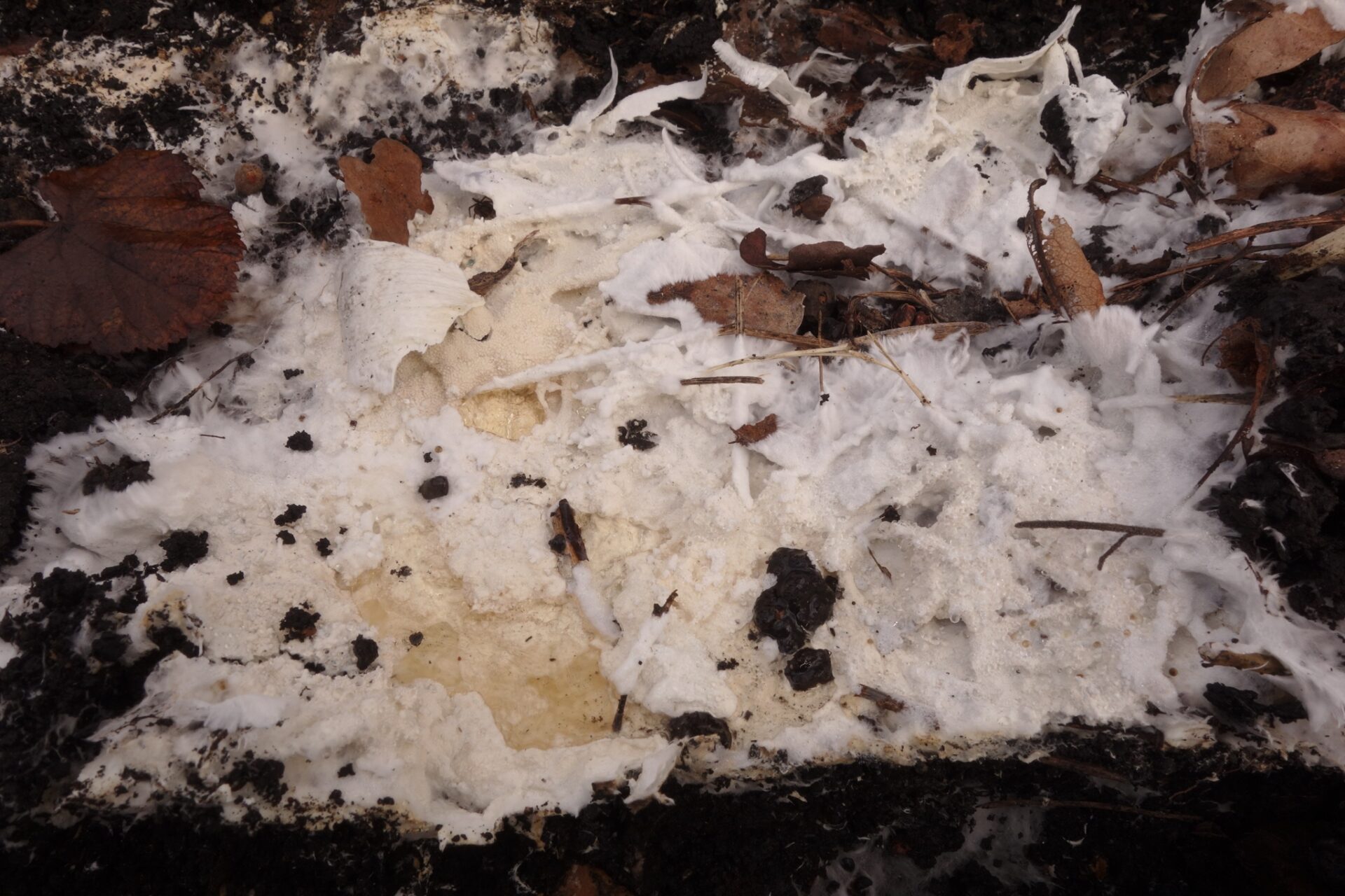 Trechispora Cohaerens