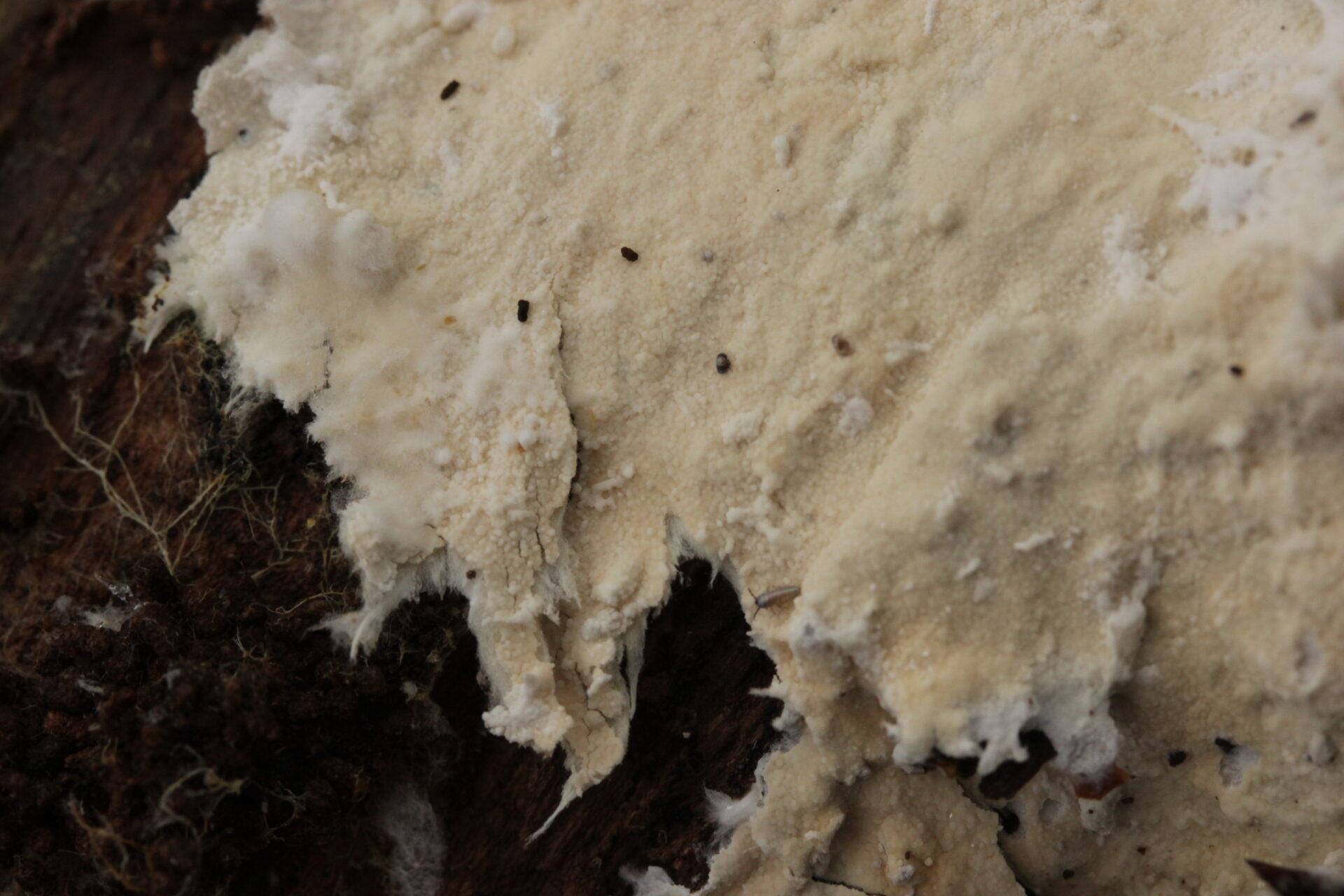 Trechispora Cohaerens