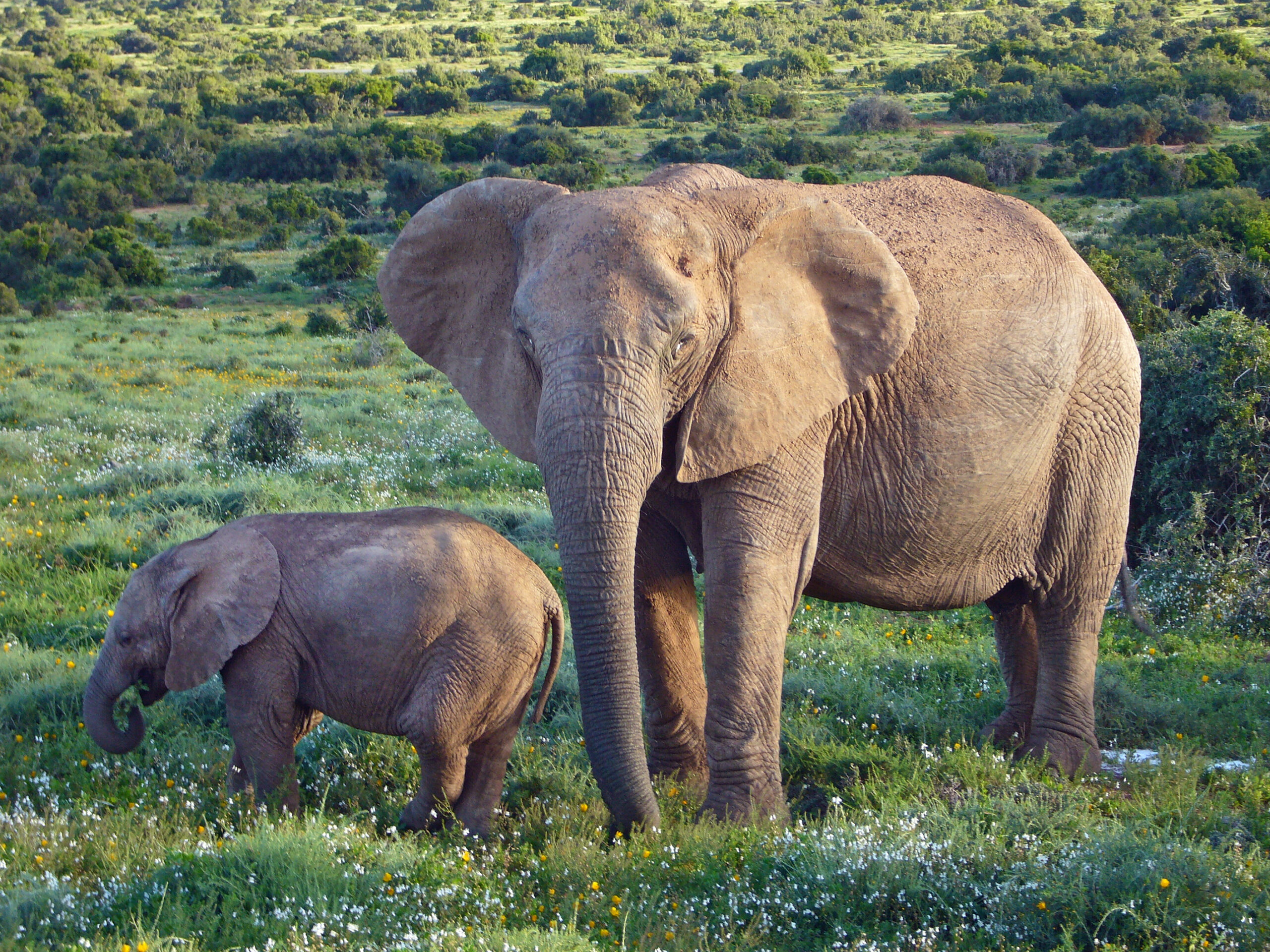 10 Facts About African Bush Elephants That Stand Out