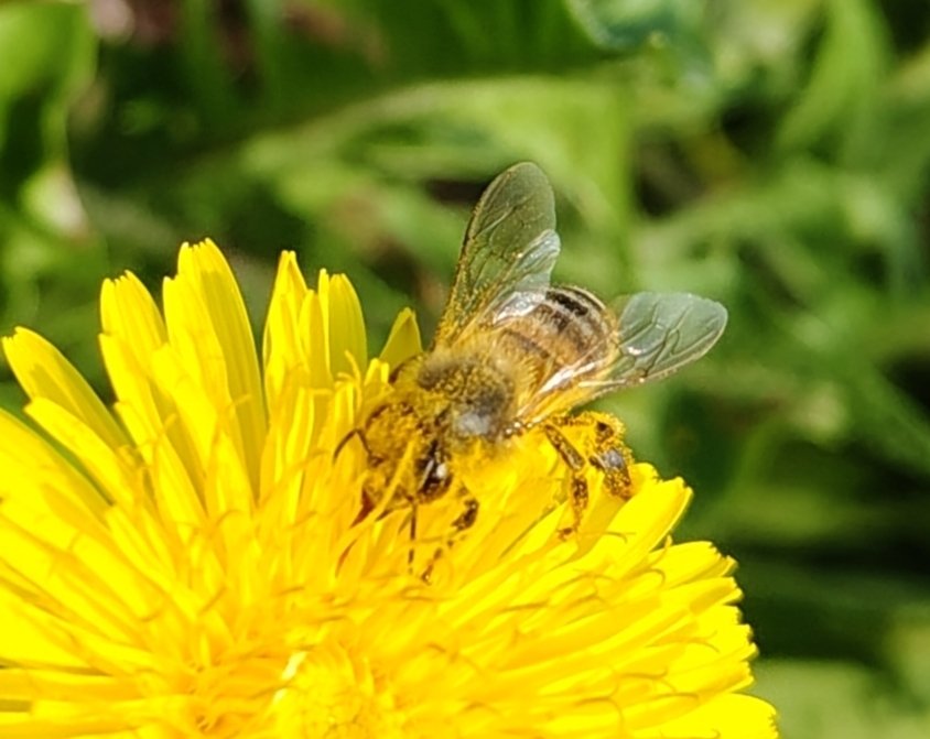 Africanized Honey Bee