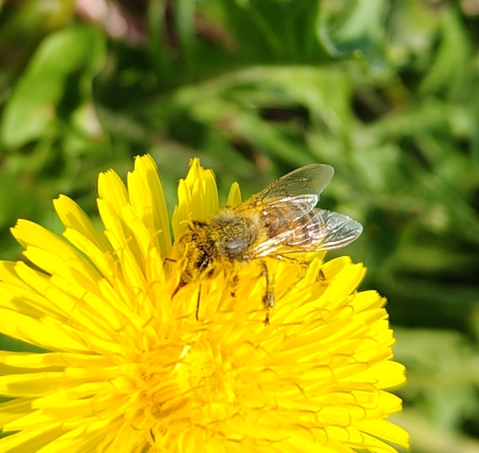 Africanized Honey Bee