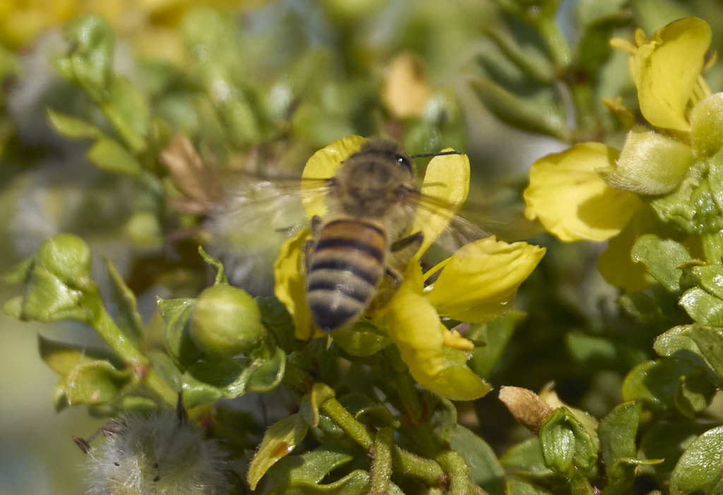 Africanized Honey Bee