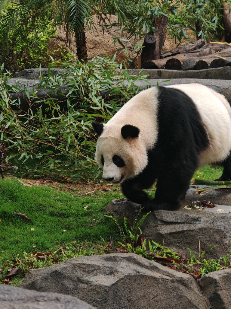 Bamboo Bear