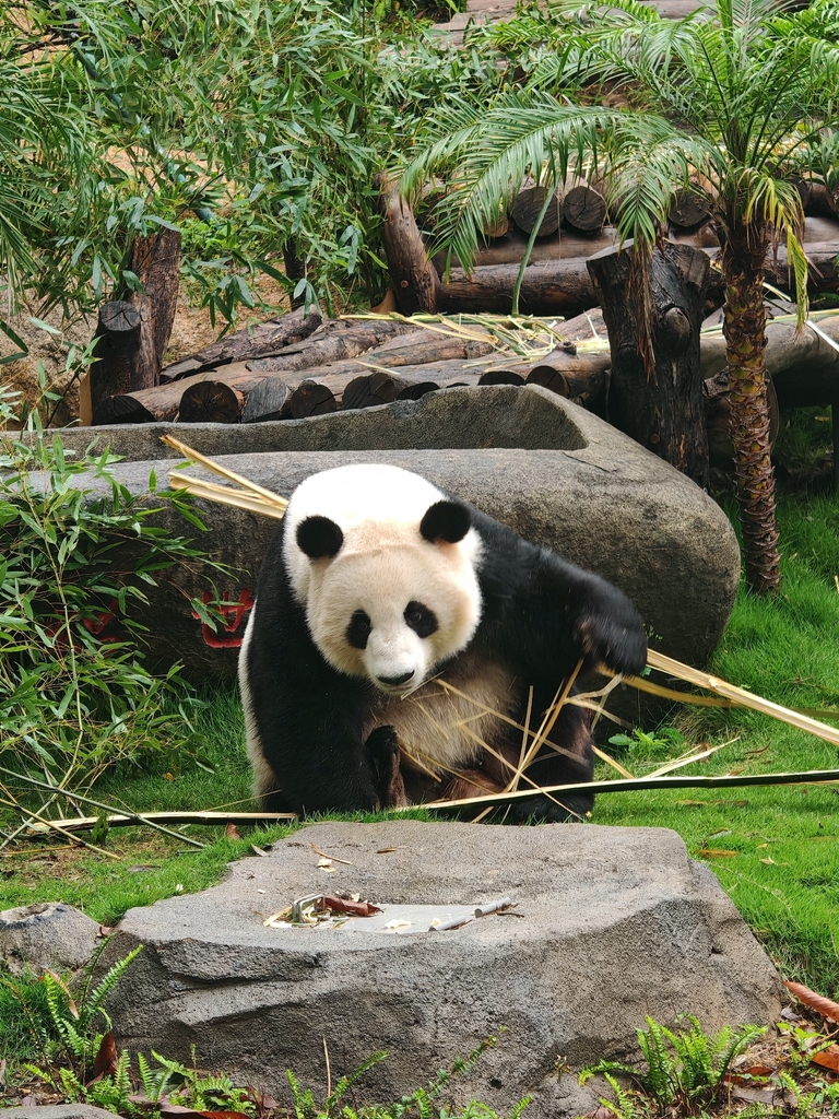 Bamboo Bear