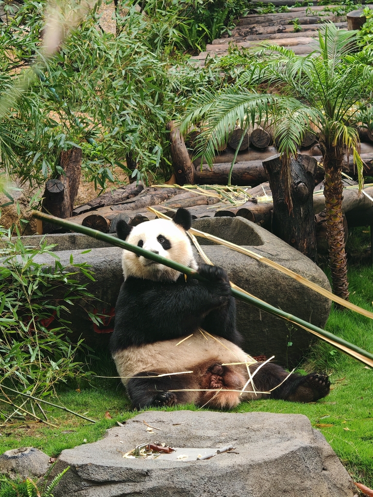Bamboo Bear