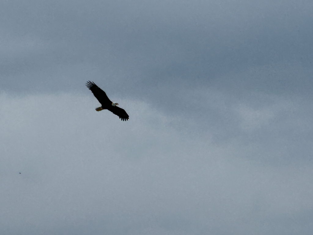 American Bald Eagle