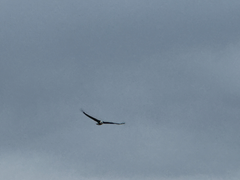 American Bald Eagle