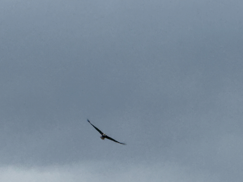American Bald Eagle