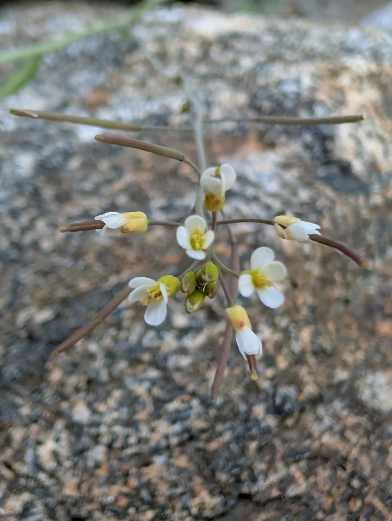 Arabidopsis