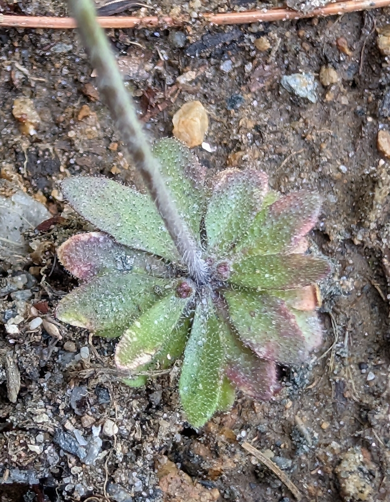 Arabidopsis