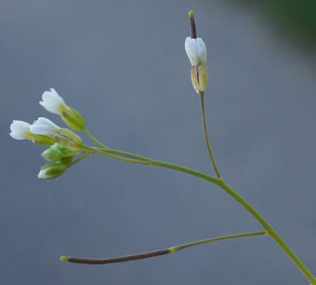 Arabidopsis